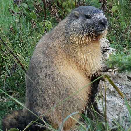 Апартаменты La P'Tite Marmotte Гаварни Экстерьер фото