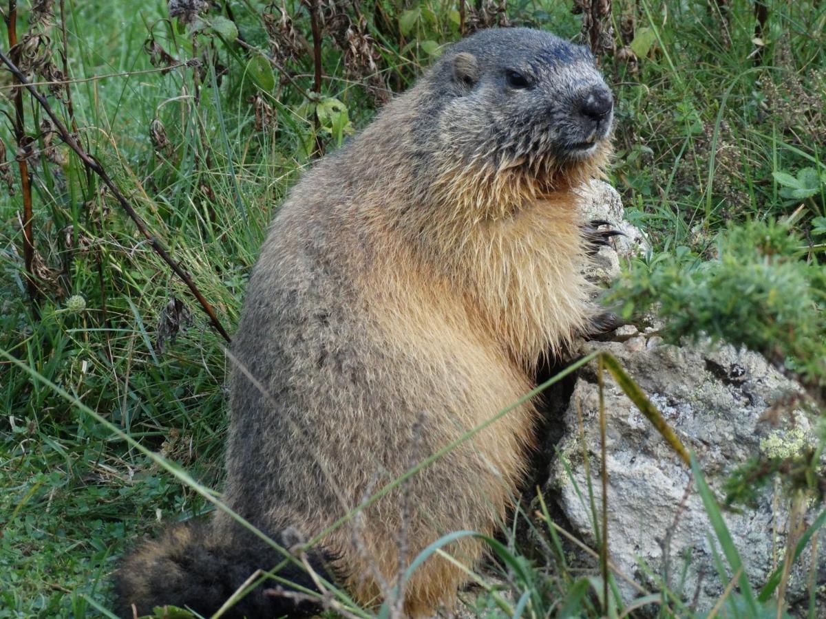 Апартаменты La P'Tite Marmotte Гаварни Экстерьер фото
